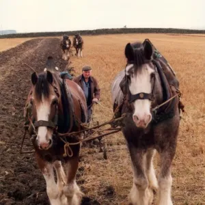 Caballos de la Shire arando un campo a la vieja usanza.
