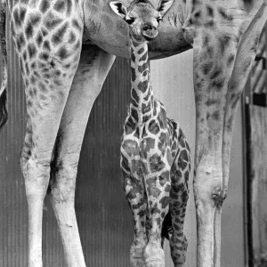 A Baby Giraffe Print - Motherly Protection