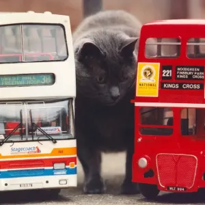 Pugsley the Cat with Stagecoach and Routemaster Print (00180)