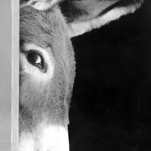 A Donkey Takes a Sneaky Peep Print, 1st September 1986 A Donkey Takes a Sneaky Peep Print, 1st September 1986