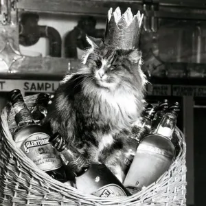 Worlds Champion Mouser Towser - Record Breaking Feline Print Worlds Champion Mouser Towser - Record Breaking Feline Print