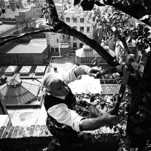 Sous les 100 pieds au-dessus du sol, Charles Legg va tranquillement à l'entretien d'un arbre en le taillant et en le débroussailleur. Sous les 100 pieds au-dessus du sol, Charles Legg va tranquillement à l'entretien d'un arbre en le taillant et en le débroussailleur.