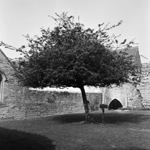 Ruins of Glastonbury Abbey Print - 22nd September 1966 Ruins of Glastonbury Abbey Print - 22nd September 1966