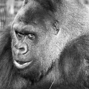 5 novembre 1975 ; Guy le gorille vu ici à l'occasion du 28e anniversaire de son arrivée chez. 5 novembre 1975 ; Guy le gorille vu ici à l'occasion du 28e anniversaire de son arrivée chez.