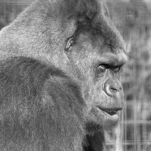 5 novembre 1975 ; Guy le gorille vu ici à l'occasion du 28e anniversaire de son arrivée chez. 5 novembre 1975 ; Guy le gorille vu ici à l'occasion du 28e anniversaire de son arrivée chez.