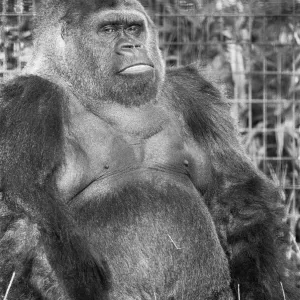 5 novembre 1975 ; Guy le gorille vu ici à l'occasion du 28e anniversaire de son arrivée chez. 5 novembre 1975 ; Guy le gorille vu ici à l'occasion du 28e anniversaire de son arrivée chez.