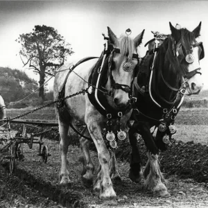 West Hallam Print - Harry Tomalin Ploughing with Horses 1983 West Hallam Print - Harry Tomalin Ploughing with Horses 1983