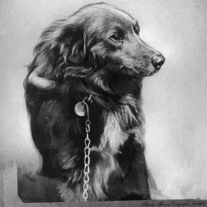 Moss, el perro. Moss el perro, propiedad de Sr Cledwyn Morgan de Ystradgynlais. Moss, el perro. Moss el perro, propiedad de Sr Cledwyn Morgan de Ystradgynlais.
