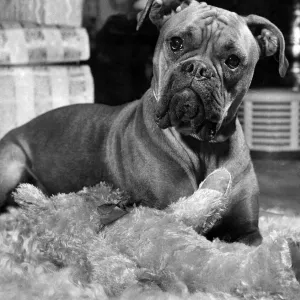 Mitzi the Staffordshire Bull, Terrier dog at home with her toys. November 1954 P007461