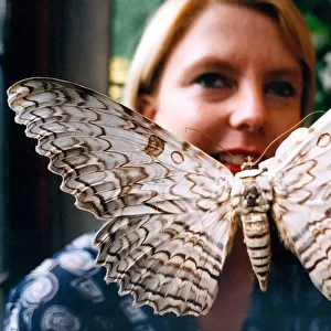 Morag Wood of the Natural History Museum with the Giant Agrippa Moth on show at
