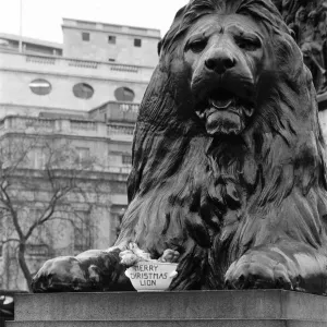 Nelsons Column Lions Trafalgar Square London. One of the four Lion statues at the base of