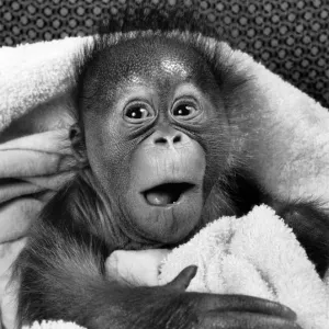 A newborn baby orang-utan at Twycross Zoo in Leicestershire