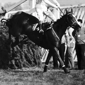 No46 Aldaniti with Bob Champion jumps the last fence to win the 1981 Grand National at