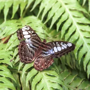 Northern Irish Butterfly Enthusiast Patrick Forde July 1999 One of Patrick