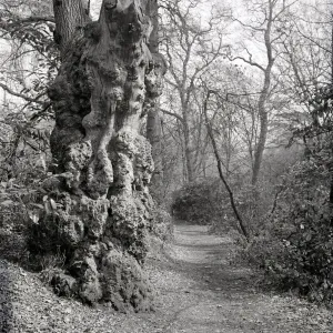 Oakhill Park East Barnet, London