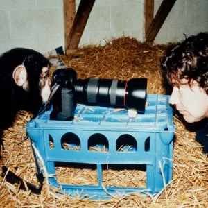 Paco the chimp is setting up the photographic equipment at the Monkey World Rescue Centre