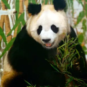 Panda bear sitting and eating bamboo and London Zoo June 1993 A©Mirrorpix