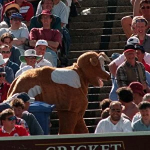 A pantomime cow at the fourth test at Headingley July 1997 The cow was rugby tackled by