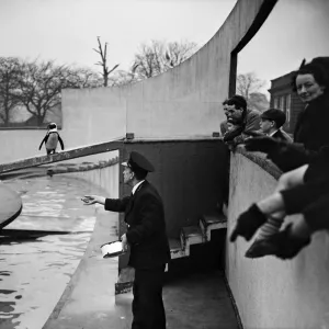 Penguins in the Penguin Pool at London Zoo. 20th January 1954