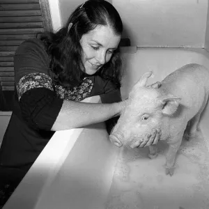 The pig called oinkers gets a scrub in the bath from the lady who saved his bacon