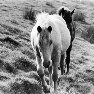 October Canvas Print Collection: 8 Oct 1975