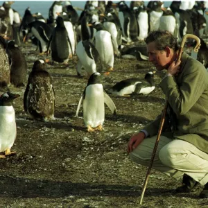 Prince Charles kneels on Seal Island in March 1999 in the Falklands with