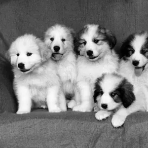 Pyrrenian Mountain Dog Puppies sitting on sofa December 1985