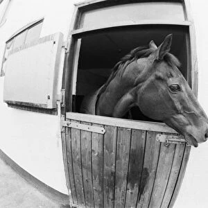 Red Rum, pictured in his stable in 1988. Red Rum