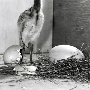 Rhea chick, a rare type of Ostrich at Birdworld, Surrey