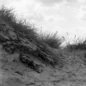 Dorset Collection: Sandhills