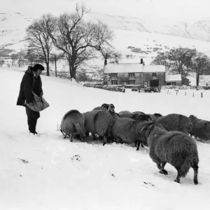 Sheep farmer Ken Dickinson of Wolfen Hall Farm, Chipping, near Preston