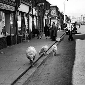 Sheep walking along a shopping street in Treorchy, a village in the county borough of