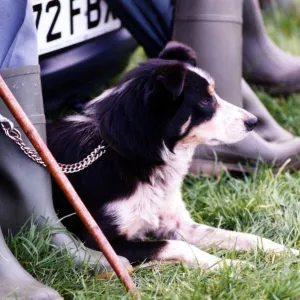 Sheepdogs Trails - Sheepdog waiting to take part in trials. 25th August 1993