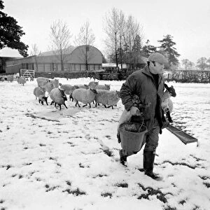 Shepherd seen here with his flock of Sheep in the winter snow. PM 81-02288-009