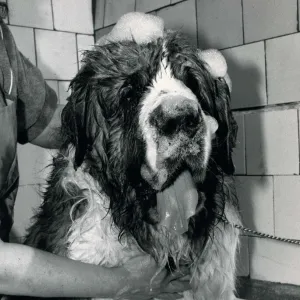 St Bernard Dog Schnorbitz owned Bernie Winters is being bathed by a dog grooming expert