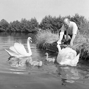 Swans being fed by the licensee of the Navigation at Wootton Wawen, Matthew Moseley