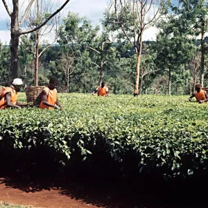 Kenya Metal Print Collection: Kericho