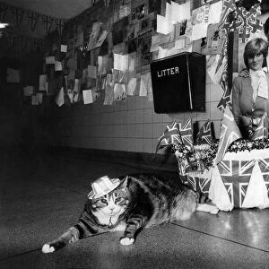Tiddles at Paddington. Tiddles shows the flag. If a cat can look at a Queen Tiddles here