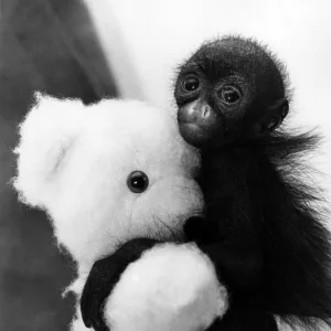 A tiny spider monkey with a cuddly teddy bear at Devon Zoo, Paignton