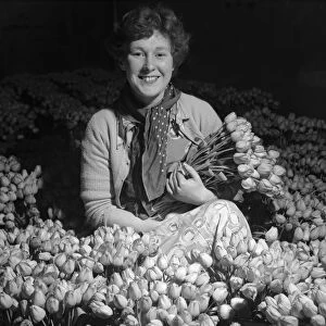 Trainee horticulturist seen here with tulips which have been grown under glass