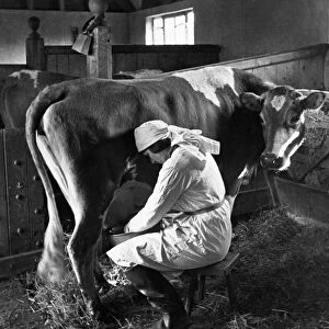 Woman milking cow, Maresfield, Sussex 24 / 05 / 1935