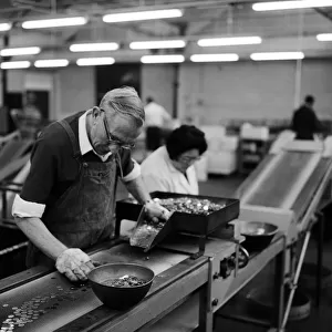 Workers at the Birmingham Mint, Birmingham, West Midlands. October 1967
