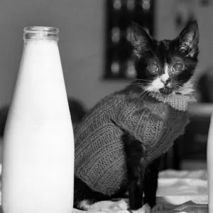 Wr Wimp the pussy cat wearing a jumper to keep warm as he looks at a large botlle of milk