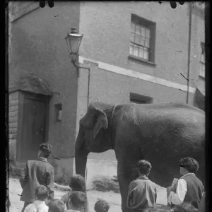 Circus elephant on Castle St, East Looe