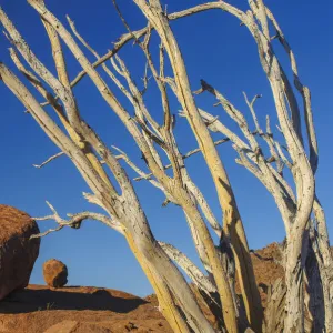What's New: Namibia