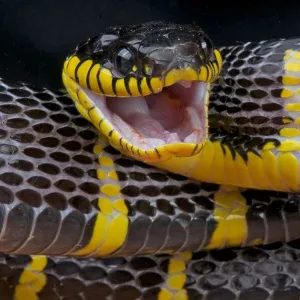 Snakes Mounted Art Print Collection: Mangrove Snake