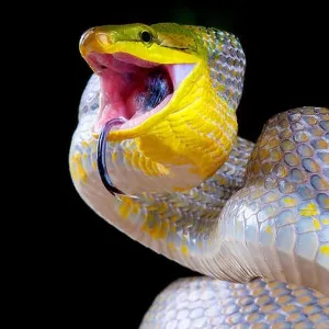 Snakes Mounted Art Print Collection: Black Rat Snake