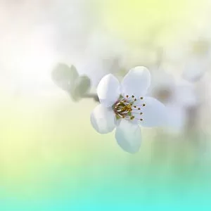 Beautiful spring nature cherry blossom web banner, header. Blurred space for your text.Green Background.Wedding Invitation, card.Art Flowers.Web banner
