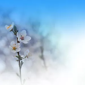 Beautiful spring nature cherry blossom web banner or header. Blurred space for your text.Blue Sky Background.Artistic Flowers.Art macro photography