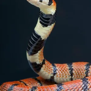 Coral Snake Pillow Collection: Cape Coral Snake